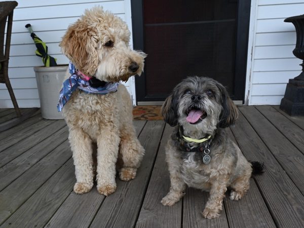 Best Small Dog Breeds