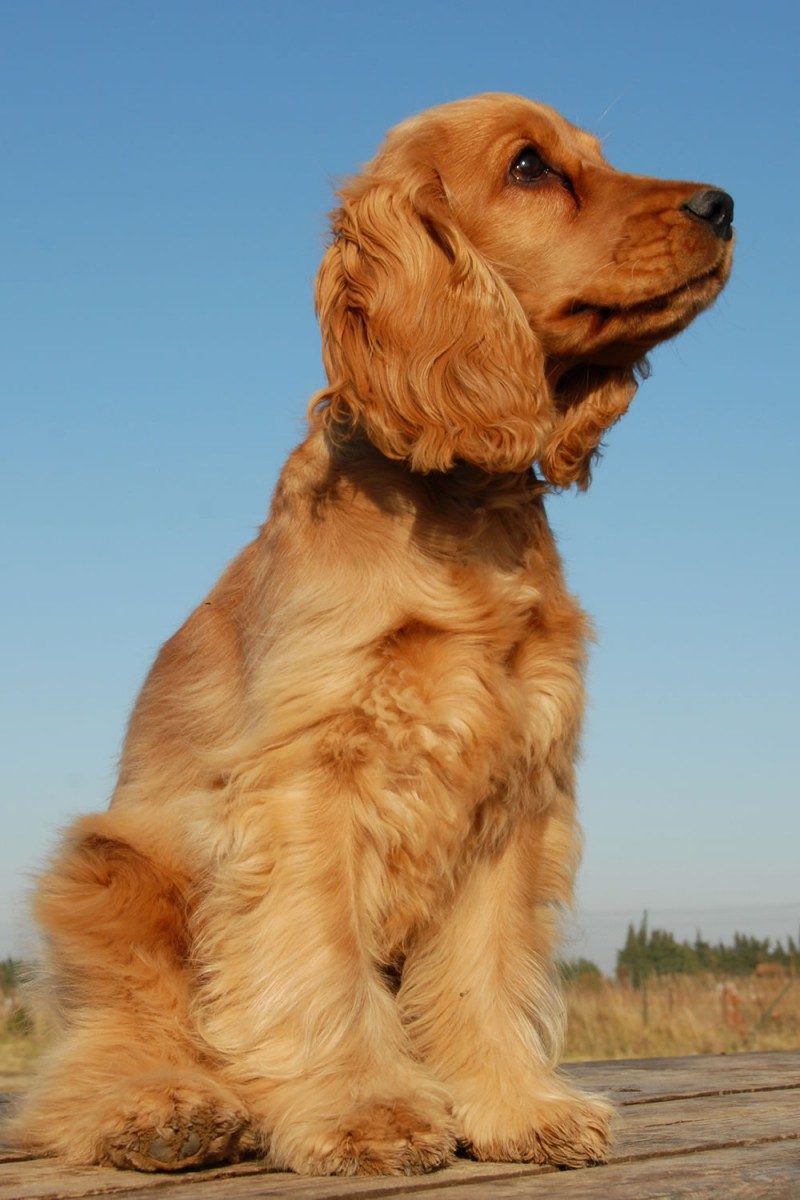 Cocker Spaniel