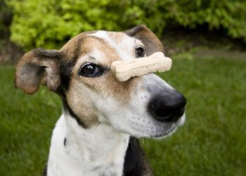 Advanced Tricks To Teach Your Dog
