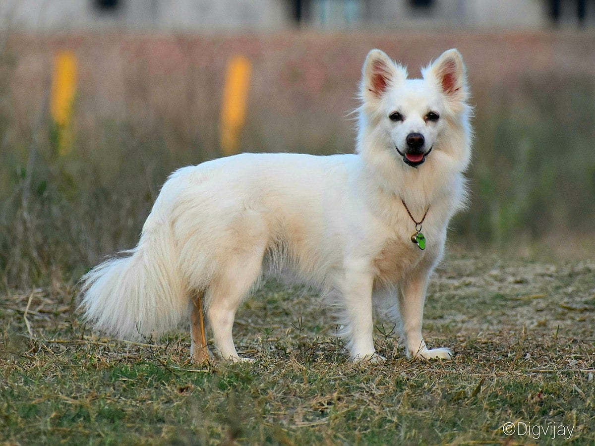 Indian Spitz