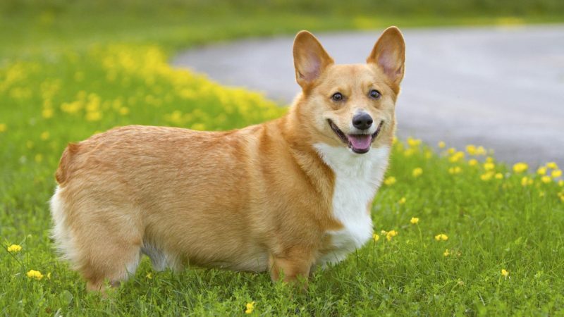 Corgi