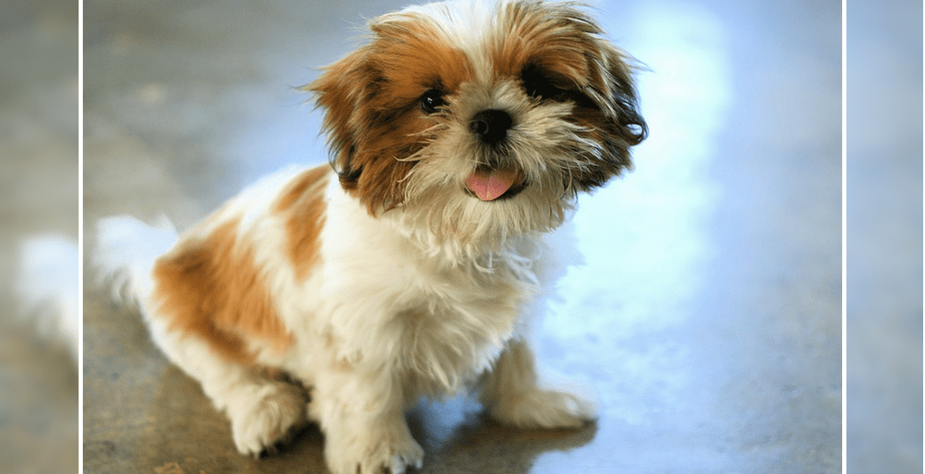 Shih tzu