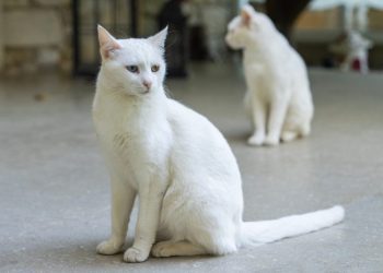 Turkish Vankedisi: Info, Pictures, Care & Traits