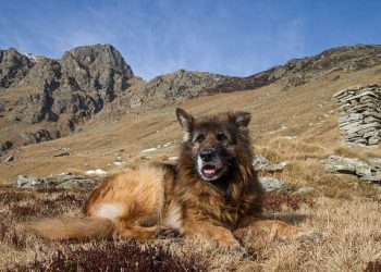 Discover the Elegant Fawn and Other Rare Anatolian Shepherd Colors