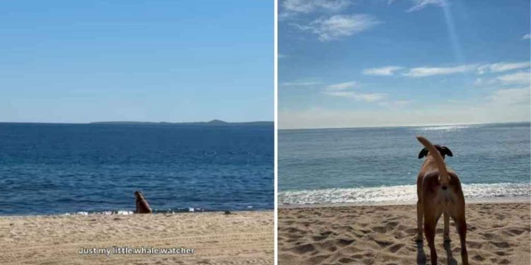 Video: Dog Smells Whales & Identifies Them With a Unique Bark