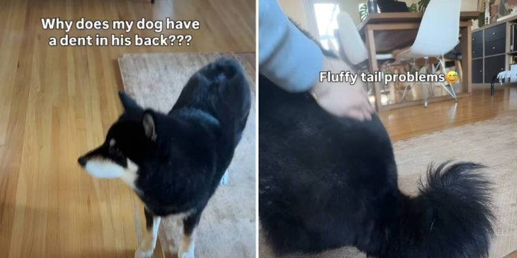 Video: Shiba Inu’s Fur Dent Is Caused by His Own Fluffy Tail