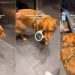 Golden Retriever Tries To ‘Impress the Ladies’ by Doing This