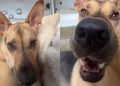 Rescue Puppy Gets Tricked Into Getting Booped in a Cute Video
