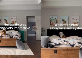 Video: Dog Caught on Camera Sneaking onto the Bed