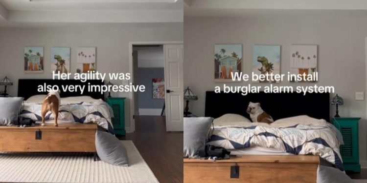 Video: Dog Caught on Camera Sneaking onto the Bed