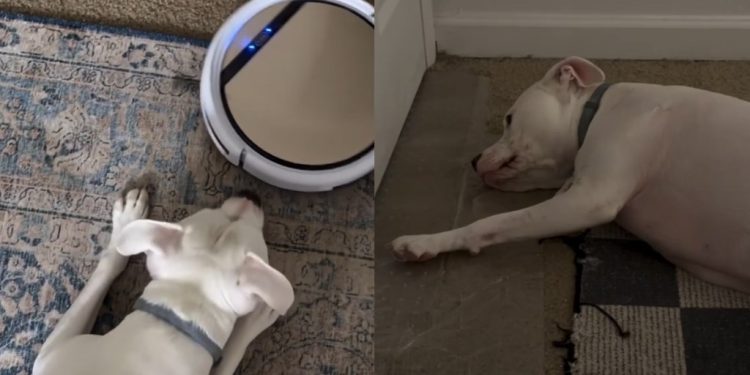Video Documents Pit Bull’s Reaction With & Without Robot Vacuum