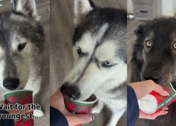 Video: Dogs’ Pup Cup-Eating Session Comes to a Hilarious End