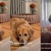 Video: Golden Retriever Does This While His Bed Is Being Used by the Toddler