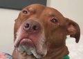 Video: Pit Bull Judges Mom for Making up Songs