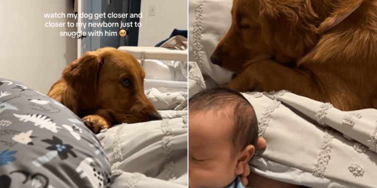 Golden Retriever Moves Closer to Cuddle Little Baby in Adorable Video