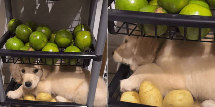 Golden Retriever Puppy Makes This Kitchen Storage Unit His Bed
