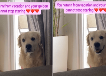 Video: Golden Retriever Can’t Stop Staring at Owner After They Return From Holiday