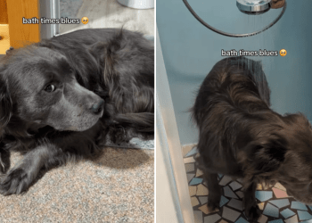 Dog Doesn’t Like the Shower, but Tries Anyway in This Video