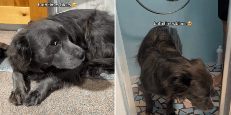 Dog Doesn’t Like the Shower, but Tries Anyway in This Video