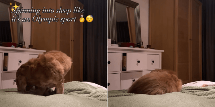 Dog Has to Take a Set Number of Circles Before Nap Time