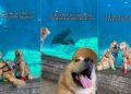 Video: Dogs’ Field Trip to Aquarium Is All About Exploration