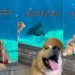 Video: Dogs’ Field Trip to Aquarium Is All About Exploration