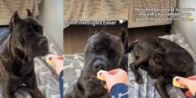 Video: Dog Reacts When He Got a Banana Instead of Treats