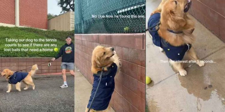 Video: Golden Retriever Goes on Tennis Ball Hunt With His Humans