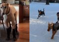 Video: Dog Feels ‘Betrayed’ About Snow Boots Mom Put on Him