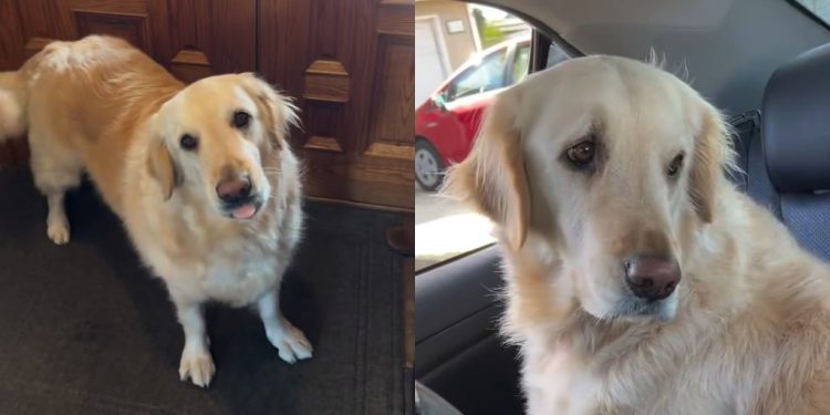 Video: Golden Retriever’s ‘Highlight of the Day’ Will Make Your Day