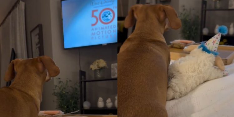 Video: Dog’s Movie Night Ritual in Bed Has the Perfect Ending