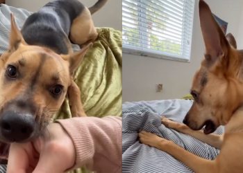 Video: Rescue Puppy Does This After Being Told His Favorite Movie Will Start Late