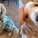 Video: Golden Retriever Beams With Joy as He Flaunts His Dino PJs