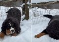Video: Puppy Has Undeniable Love for Snowy Weather