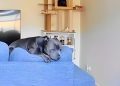 Camera Footage Reveals What Dog Does While Owner Is Away