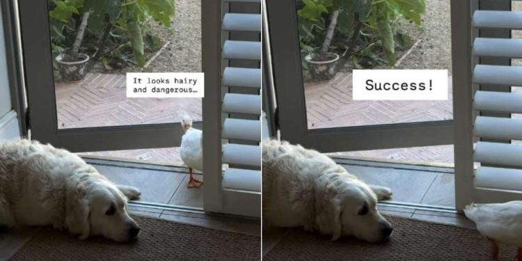 Video: Dog Doesn’t Move a Muscle as Ducks Enter the House