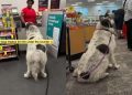 Video: Big Dog Has a Reason for Coming Back to CVS Pharmacy