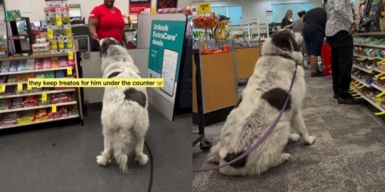 Video: Big Dog Has a Reason for Coming Back to CVS Pharmacy