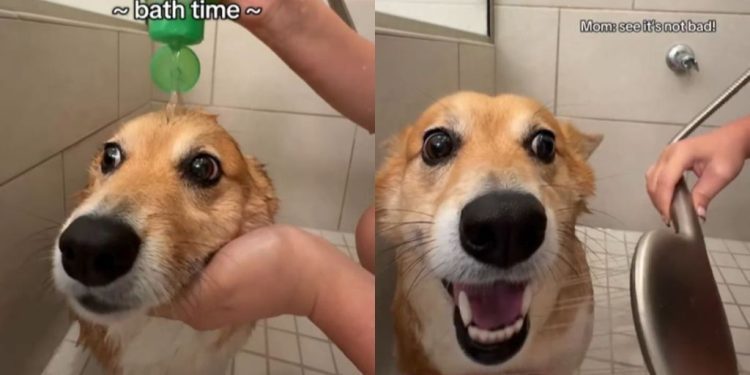 Video: Dog Isn’t Pleased About Change in Bath Location
