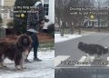 Dog Was on His Walk When Owner Drove Past Him & This Happened