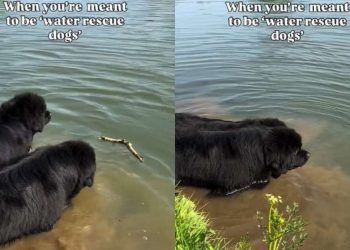 Video of 2 Dogs Figuring Out How to Catch a Floating Stick Will Brighten Your Feed