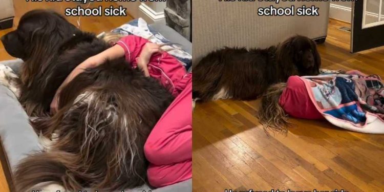 Video: Big Dog Comforts Kid Who’s Not Feeling Too Well