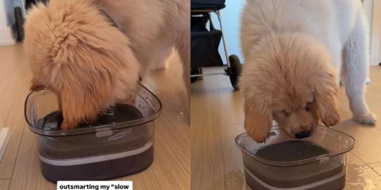 Video: Golden Retriever Puppy Tries to Overpower ‘Slow Drink Water Bowl’
