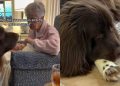 Video: Big Dog Gets Upset When Grandma Is Sick