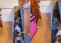 Video of a Pack of Tiny Dogs Sliding Off Their Bed Will Make Your Day