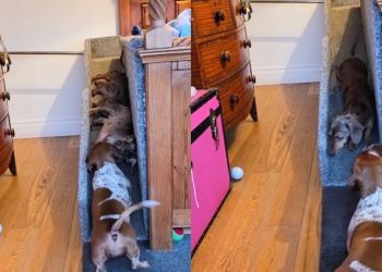 Video of a Pack of Tiny Dogs Sliding Off Their Bed Will Make Your Day