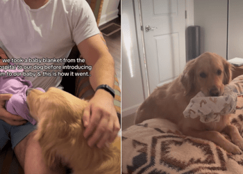 Video Explains Golden Retriever’s Attachment to Baby’s Hospital Blanket