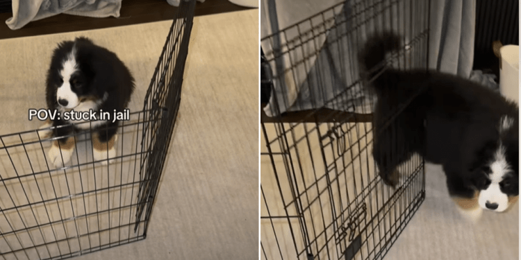 Puppy Gets Stuck in Jail in Adorable Video