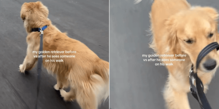 Video: Dog Totally Changes After Seeing Someone During Walk
