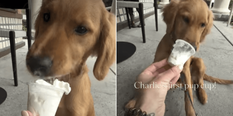 Video: Golden Retriever Puppy Heartily Enjoys First Pup Cup